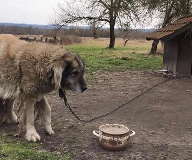 Mnogi psi na lancu neće dočekati zakonske izmjene!